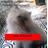 GatitospersasG