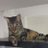 avelina_ec