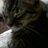 gatinamodotti