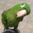 nando_riva